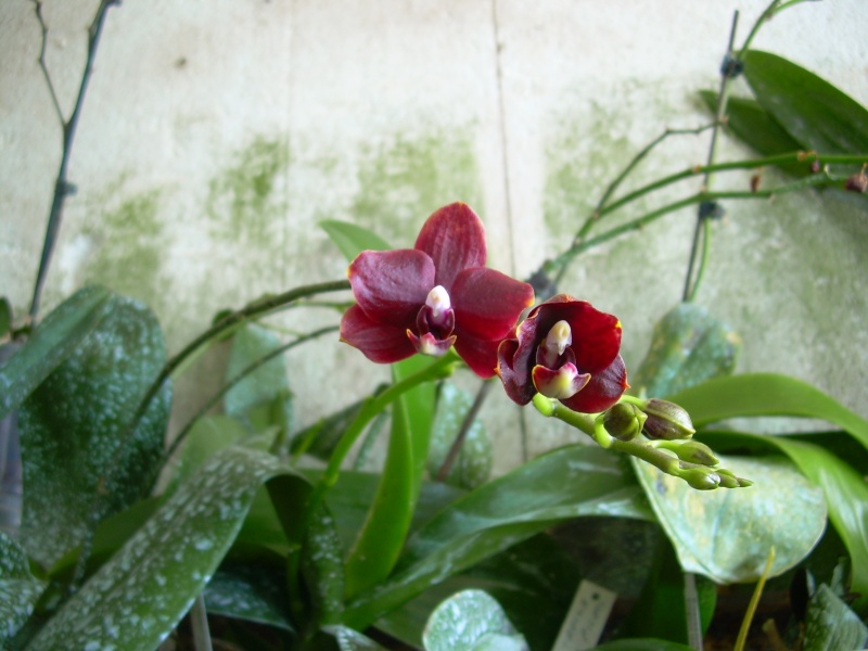 Phto phalaenopsis Ruby friday Photo_25