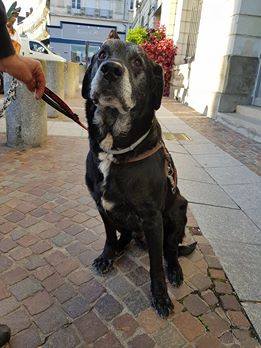 COOKIE, 11 ans, croisé Beauceron URGENCE risque d'EUTHANASIE dans la SARTHE Cookie12