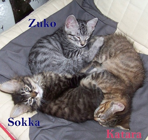 KATARA SOKKA (ZUKO retrouvé) Sokkaz10