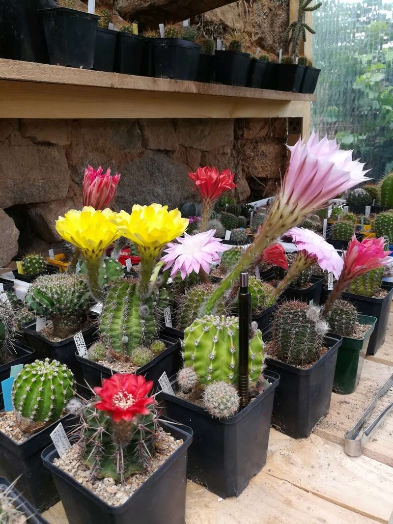 fleurs de cactus et  Aizoaceae au fil des saisons  (II) Img_2023
