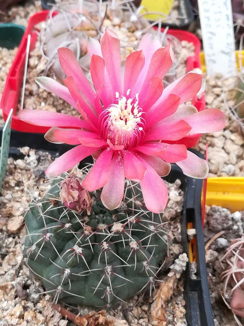 fleurs de cactus et  Aizoaceae au fil des saisons  (II) Img_2024