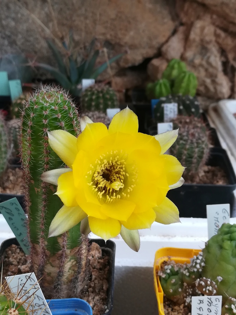 fleurs de cactus et  Aizoaceae au fil des saisons  (II) Img_2028