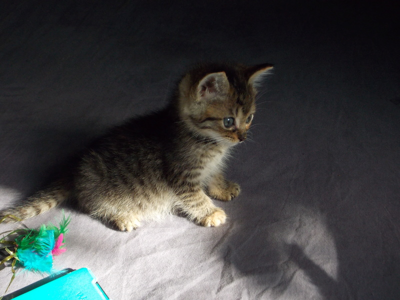 Nouméa, chatonne gris marron tabby, née le 08/06/2017 Dscn1528