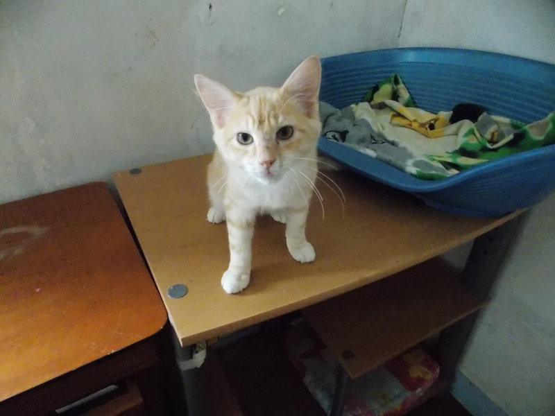 Nicosie, chaton mâle roux tabby, né le 13/04/17 Dscn2010