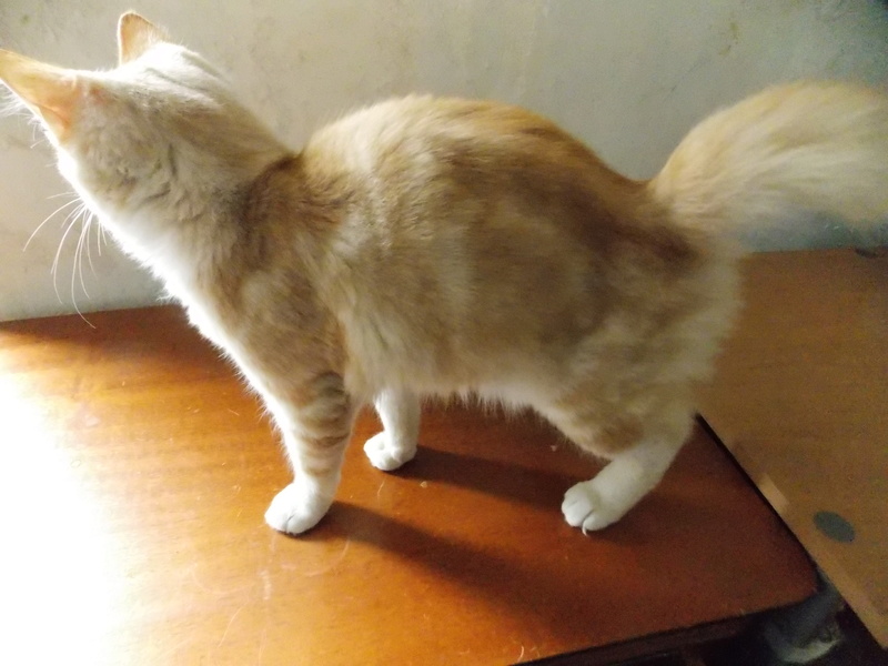 Nicosie, chaton mâle roux tabby, né le 13/04/17 Dscn2011