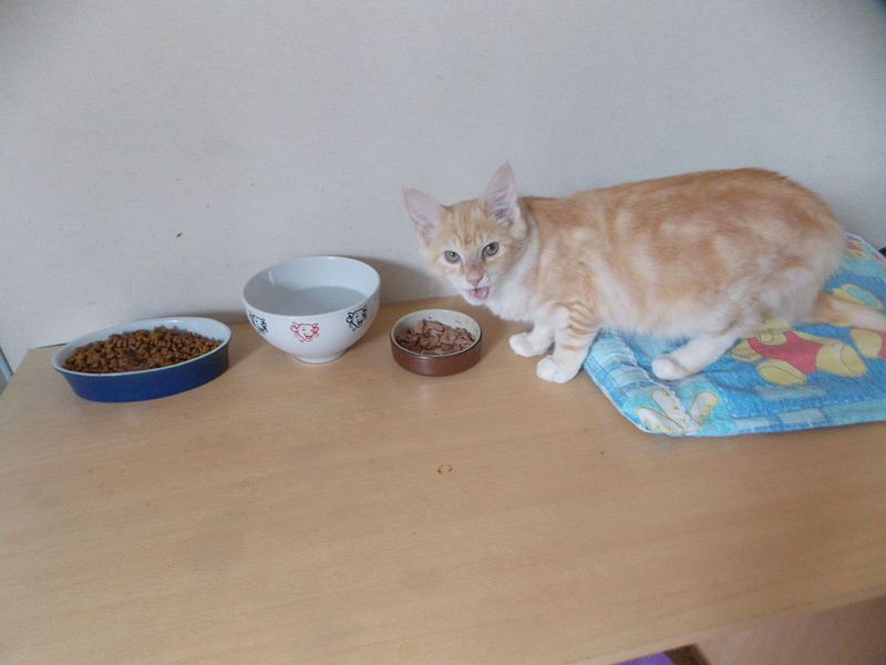 Nicosie, chaton mâle roux tabby, né le 13/04/17 Dscn2013