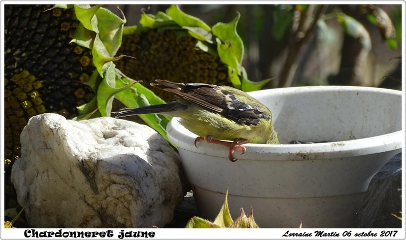 Chardonneret bien solitaire  Chardo12