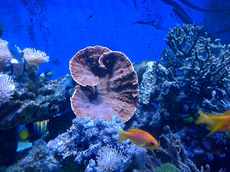 Voici des coraux (Sophia) Photos11