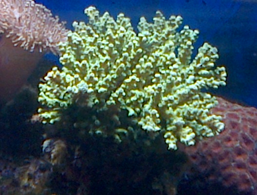 Voici des coraux (Sophia) Photos17