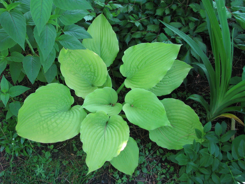 Guide d'identification: Hostas par photos - Page 4 Coast_10