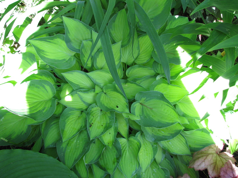 Guide d'identification: Hostas par photos - Page 4 Sweet_10