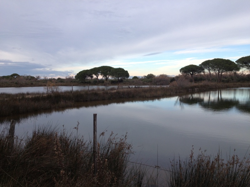 SORTIE DANS LES MARAIS 110