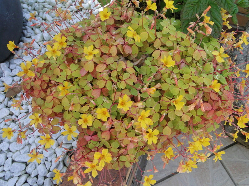 qui connais cette oxalis  Dsc07514