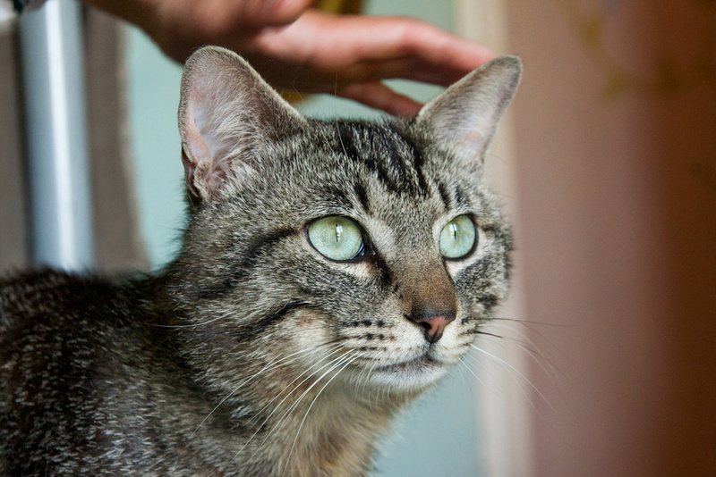 Patchat, mâle type européen tabby né le 1er mars 2016 Patcha15