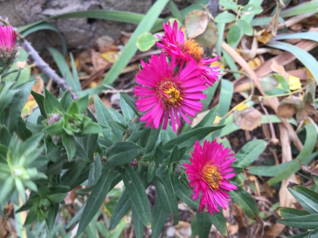 Aster d'automne - Page 20 Img_2245