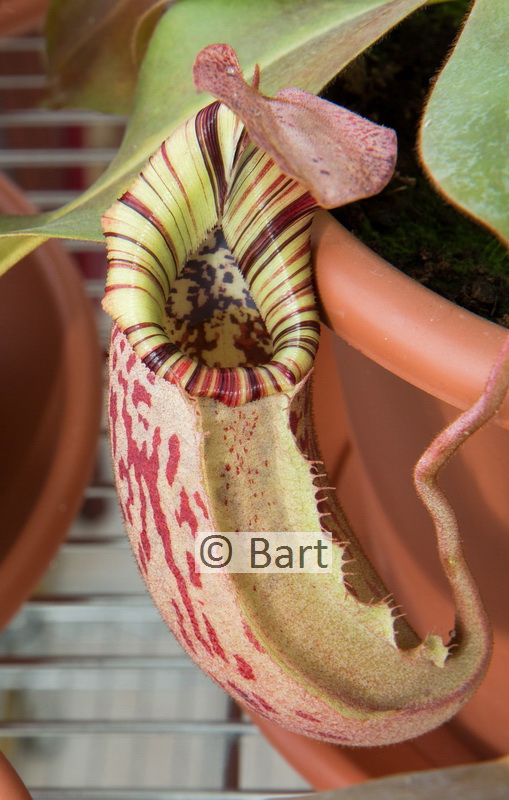 Nepenthes veitchii x burbidgeae Img2_416