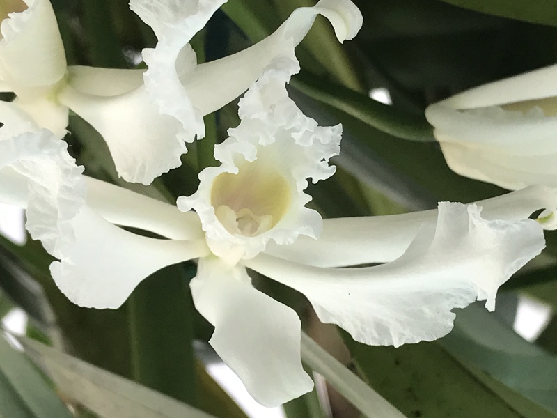 Cattleya crispa f. albescens Img_3110