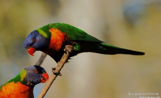 Fiche perruche loriquet à tête bleue Loriqu11