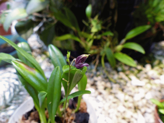 Miniatur-Orchideen Teil 3 - Seite 39 00810