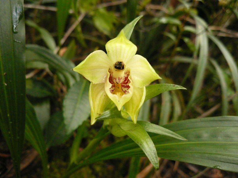 Gastrorchis lutea ssp longibracteata: la fleur !!! P1090910