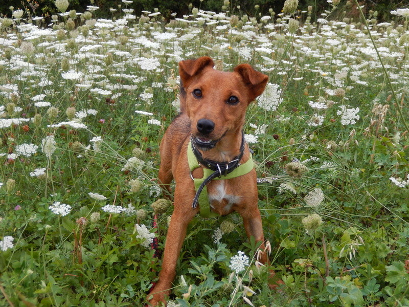 LOLLIPOP (chienne croisée pinscher) 2dscn110