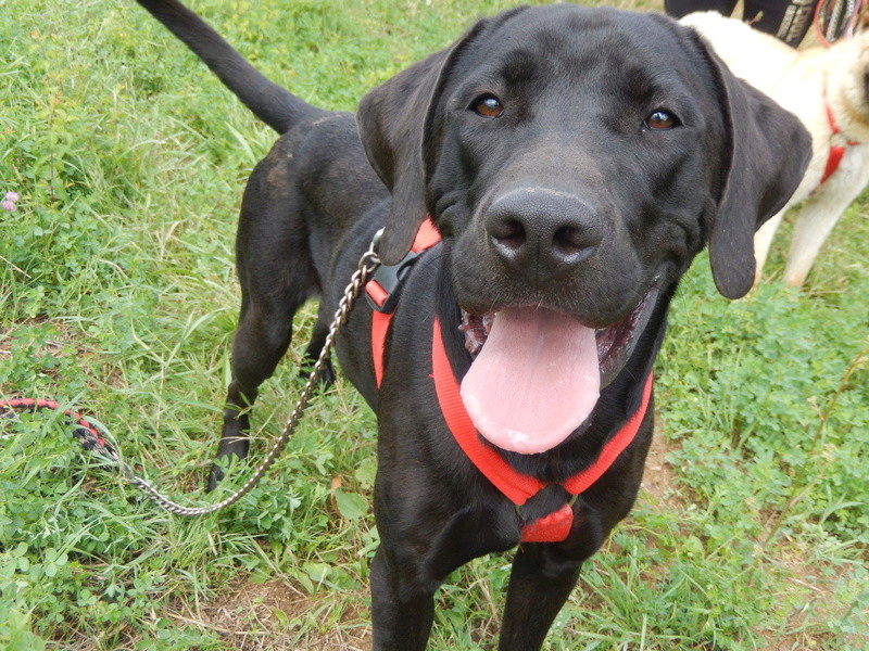 MARLEY (mâle croisé labrador) 4dscn112