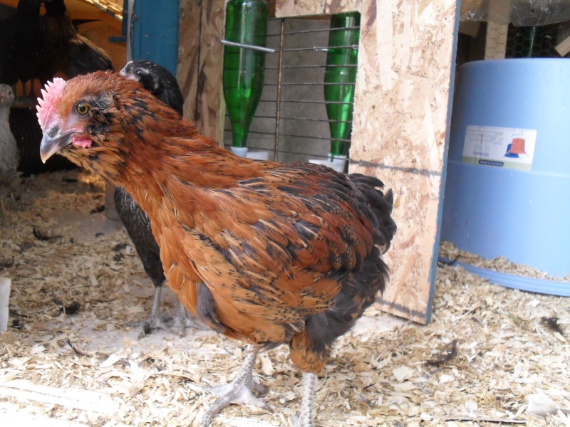 Coqs OLIVE EAGGER a DONNER Ameraucana X Black Star  Sdc18112