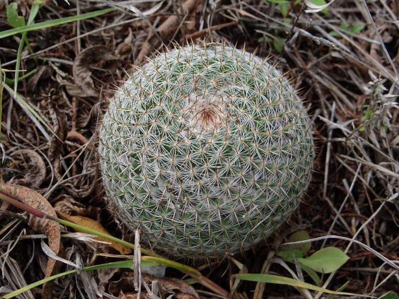 Several Mexican Mam/Coryphantha ID's needed Mam_sp12