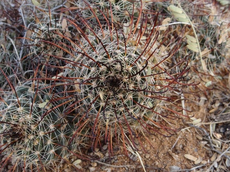 Several Mexican Mam/Coryphantha ID's needed Mammil18