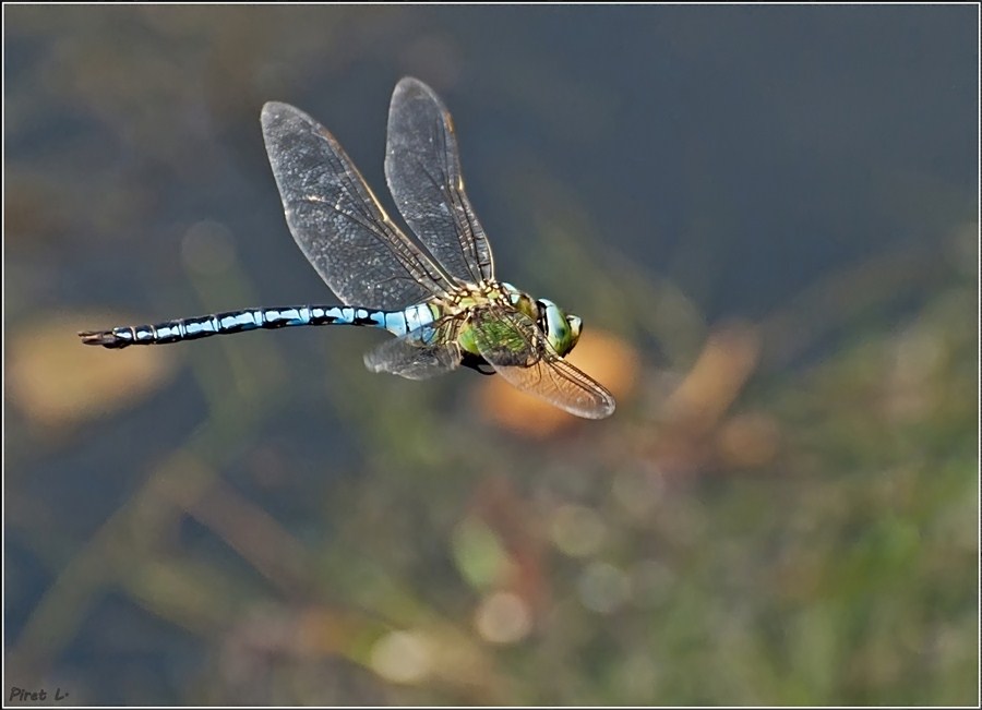 Trois essais macro... Dsc_2111