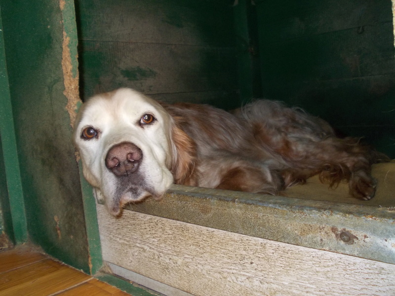 DIEGO - x setter 12 ans ( 9 ans refuge) Les Clochards Poilus Tabanac (33) R_dieg10