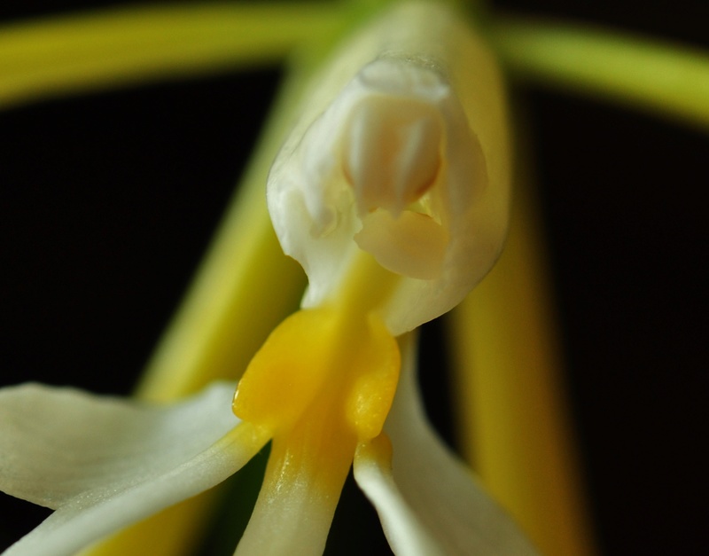 Epidendrum nocturnum 2017-021