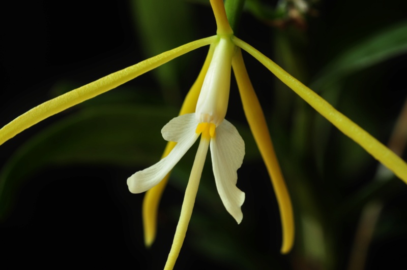 Epidendrum nocturnum 2017-023