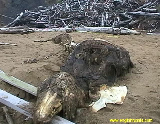 Criatura desconhecida encontrada em Sakhalin - Rússia (Super Post) Monste12