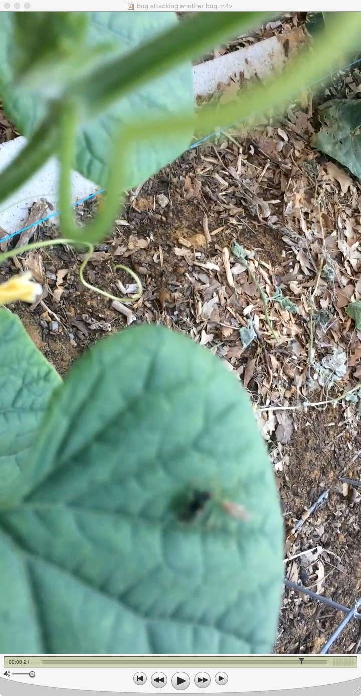 Bug/Pest Identification....Help! - Page 6 Fly_an10