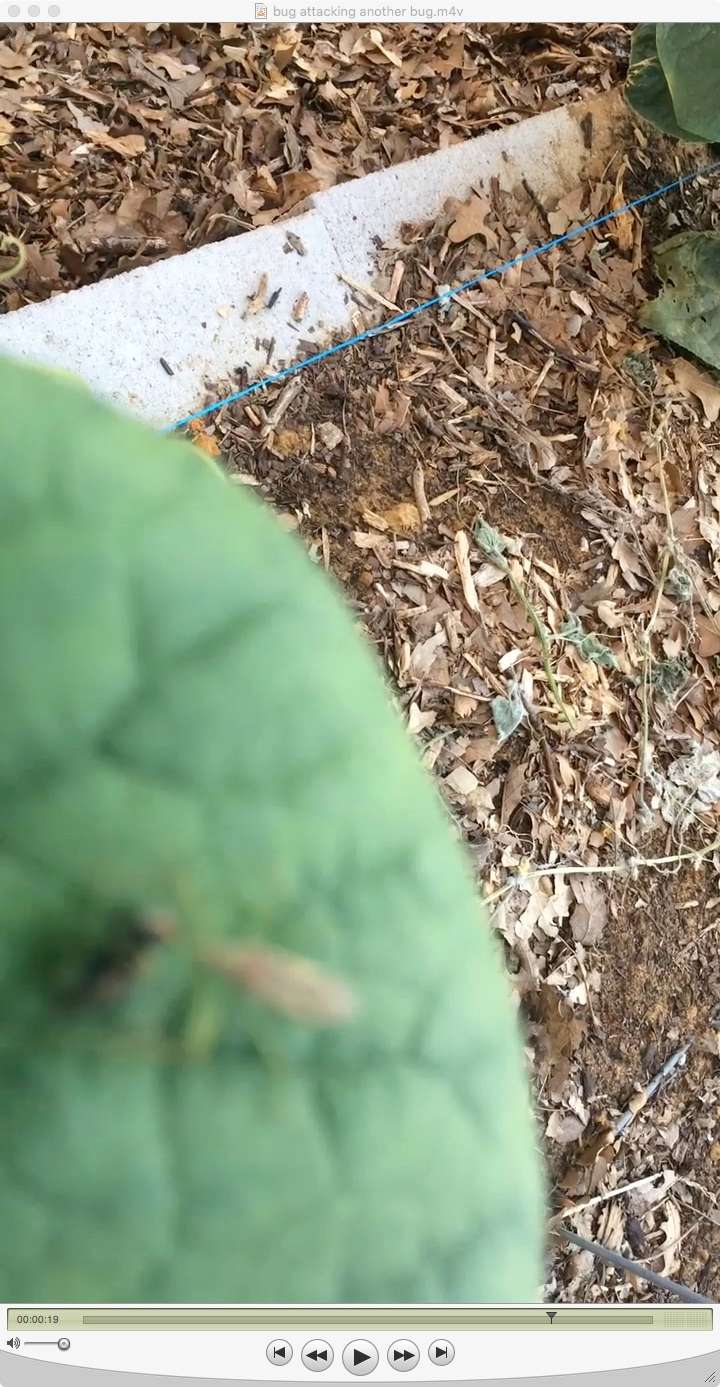 Bug/Pest Identification....Help! - Page 6 Fly_an11