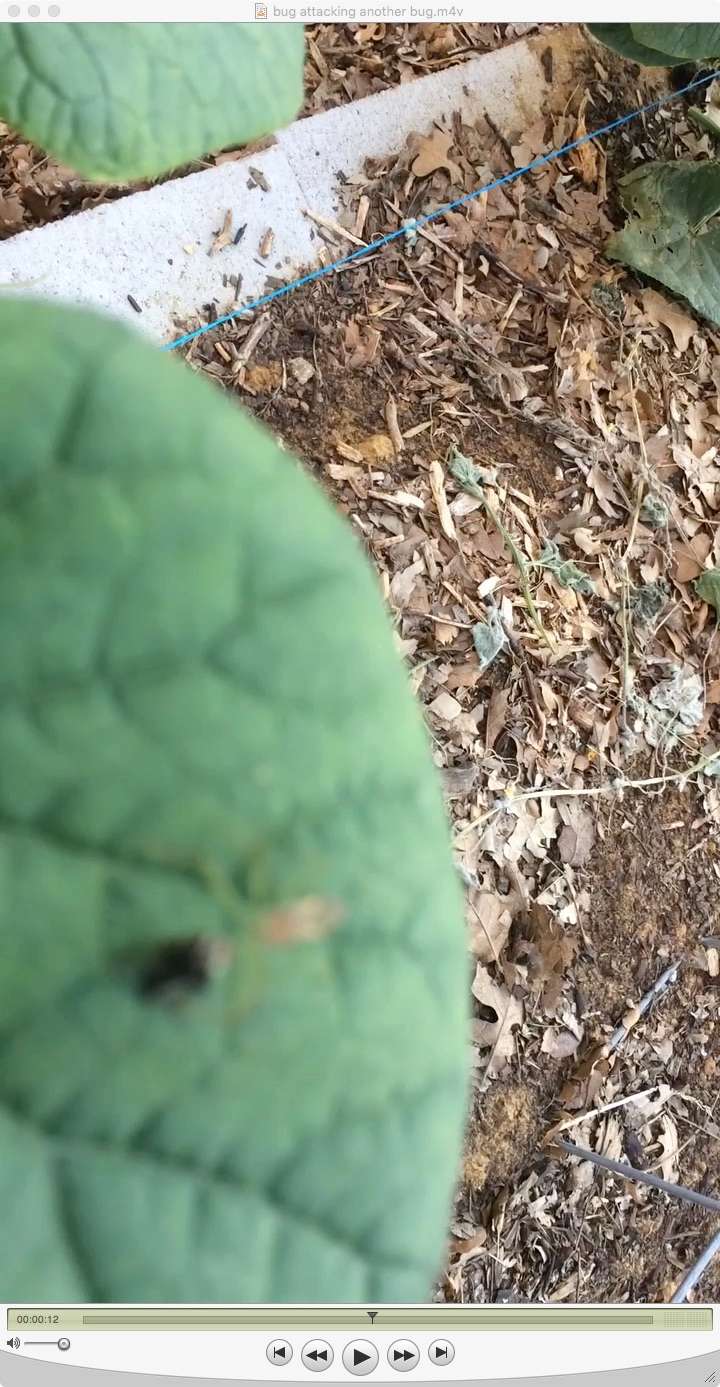 Bug/Pest Identification....Help! - Page 6 Spider10