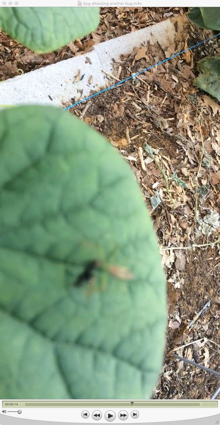 Bug/Pest Identification....Help! - Page 6 Spider11