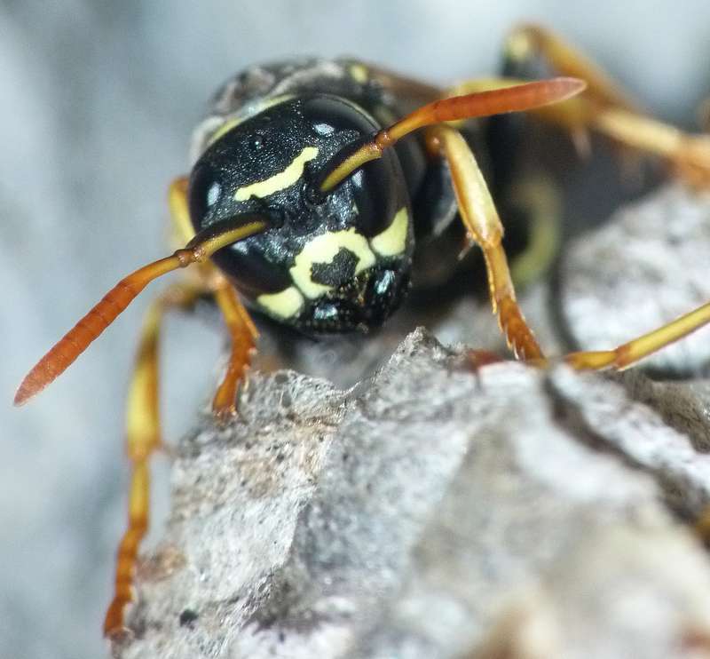 Polistes de montagne Pol310