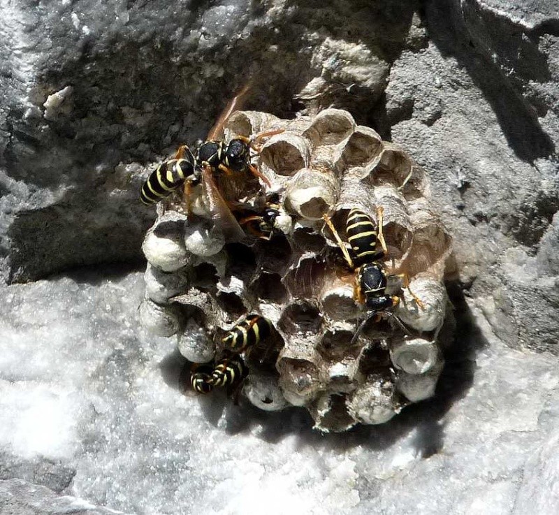 Polistes de montagne Pol_ni11