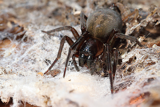 [amaurobius ferox] quelle est cette araignée ? 20120711