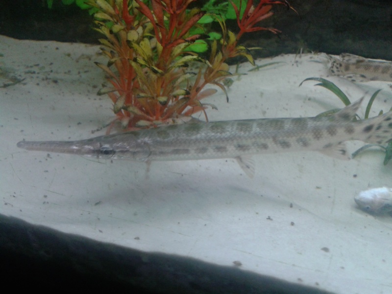 leupisosteus alligator 2013-011