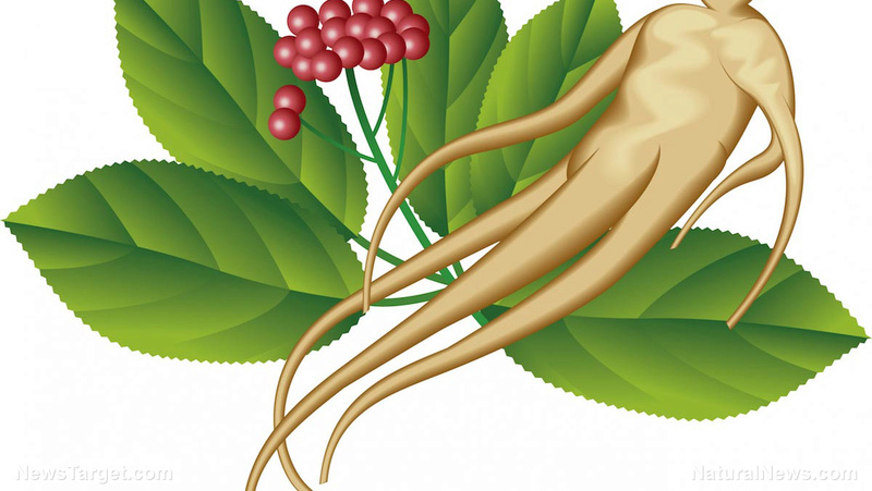 GINSENG EXTRACTS FOUND TO PREVENT OBESITY Ginsen10