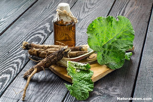 BURDOCK ROOT NUTRITION FACTS AND HEALTH BENEFITS Shutte10