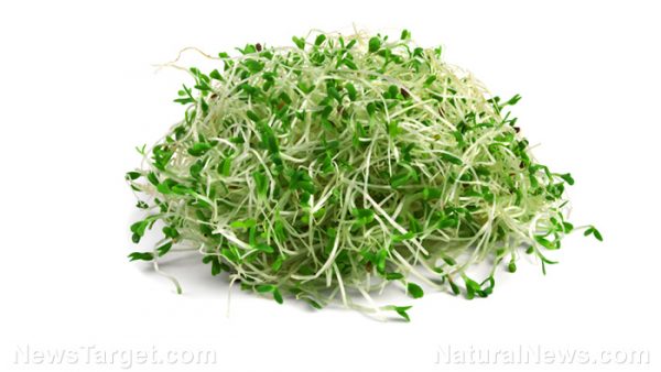 BROCCOLI SPROUT EXTRACT CAN REPLACE TOXIC METFORMIN DRUGS IN TYPE-2 DIABETES; SULFORAPHANE FOUND TO CONTROL BLOOD SUGAR LEVELS Sprout10