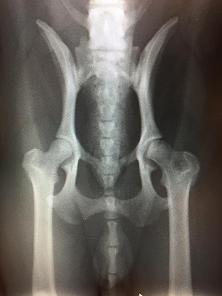 Что такое тбс. Дисплазия ТБС У собак рентген. Снимок дисплазии тазобедренных суставов у собак. Дисплазия тазобедренного сустава у собак рентген.