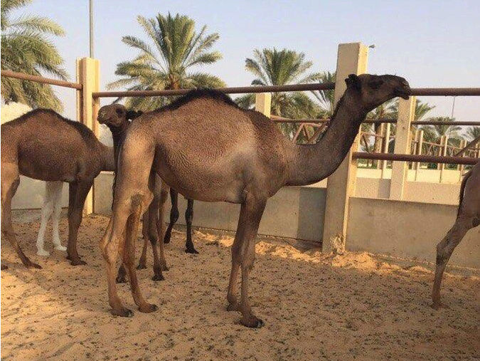 بكره صفرا للبيع 312
