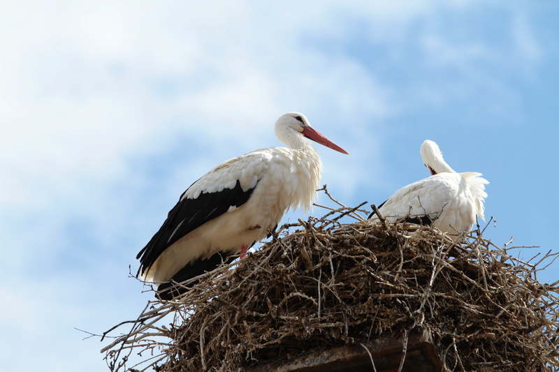  [Ouvert] FIL - Oiseaux. - Page 37 Img_2210