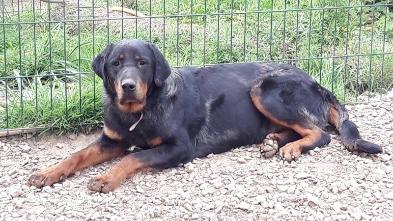 Leytonn né en nov 2015 magnifique croisé beauceron qui dépérit en refuge 18556110