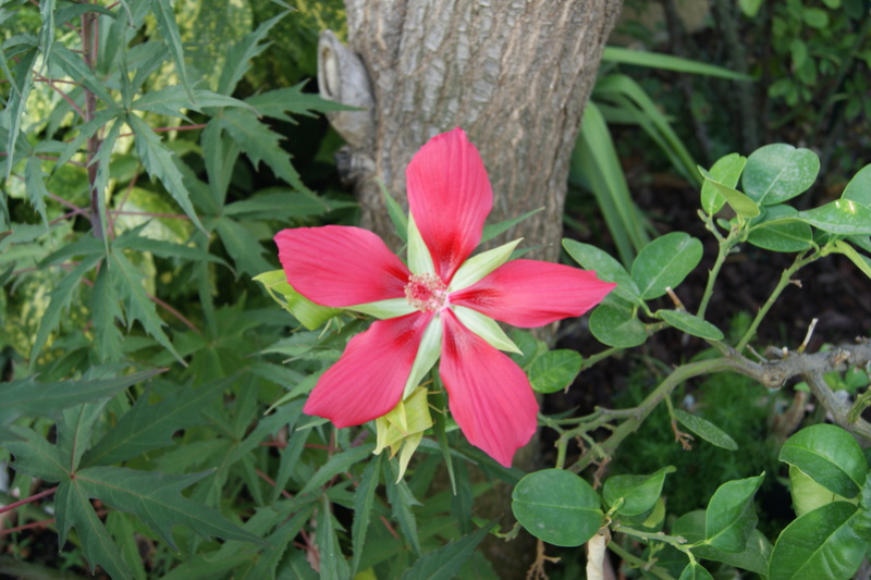 Hibiscus cocinea rouge Dsc06711